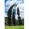 Crooked Cook Pines (Araucaria columnaris) in Peradeniya Botanical Gardens. Kandy, Sri Lanka