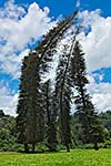 Crooked Cook Pines (Araucaria columnaris) in Peradeniya Botanical Gardens. Kandy, Sri Lanka