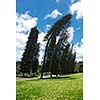 Crooked Cook Pines (Araucaria columnaris) in Peradeniya Botanical Gardens. Kandy, Sri Lanka