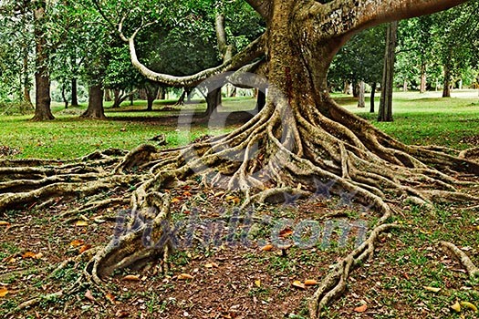 Tropical tree roots. Sri Lanka Tropical tree roots. Sri Lanka