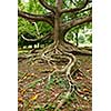 Tropical tree roots. Sri Lanka