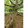 Tropical tree roots. Sri Lanka