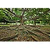 Tropical tree roots. Sri Lanka