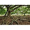 Tropical tree roots. Sri Lanka