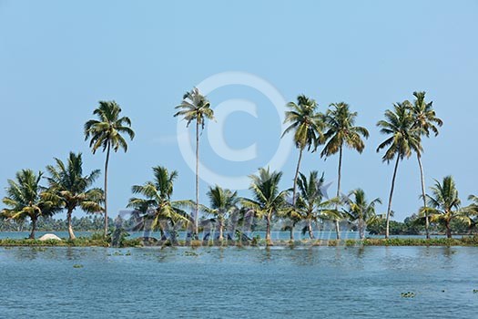 Palms at Kerala backwaters. Kerala, India. This is very typical image of backwaters.