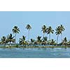 Palms at Kerala backwaters. Kerala, India. This is very typical image of backwaters.