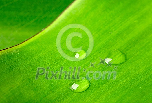 Green leaf with water droplet macro Green leaf with water droplet macro