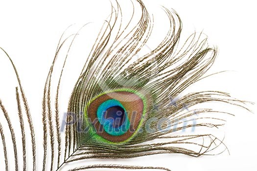 Peacock plume close up Peacock plume close up