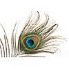 Peacock plume close up