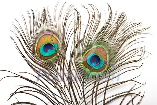 Peacock plume close up Peacock plume close up