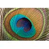 Peacock plume close up