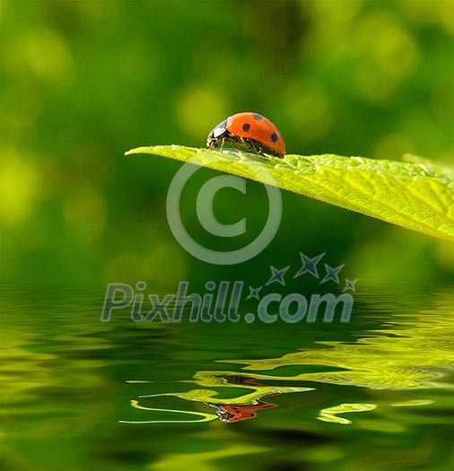 Red ladybug (Coccinella septempunctata) on green leaf with reflection
