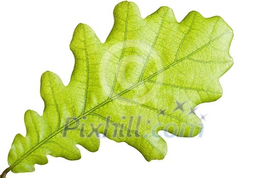 Green leaf close up Green leaf close up