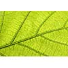 Green leaf close up