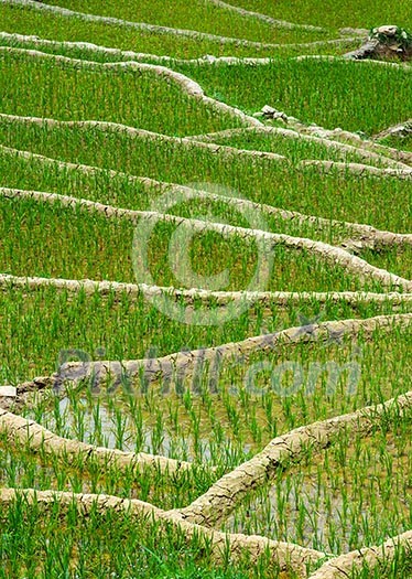 Rice field terraces (rice paddy) close up. Near Cat Cat village, near Sapa, Mui Ne Rice field terraces (rice paddy) close up. Near Cat Cat village, near Sapa, Mui Ne