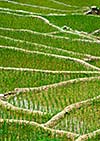 Rice field terraces (rice paddy) close up. Near Cat Cat village, near Sapa, Mui Ne