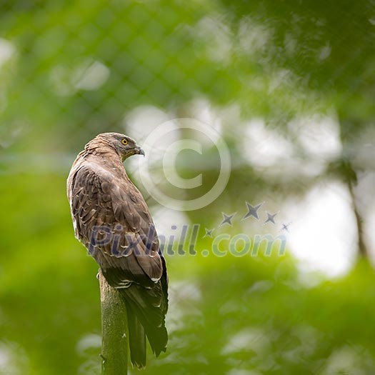 Majestic hawk perching on a dead tree against lush green background Majestic hawk perching on a dead tree against lush green background