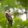 Majestic hawk perching on a dead tree against lush green background