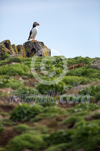 Puffins (Fratercula arctica), Isle of May, Scotland Puffins (Fratercula arctica), Isle of May, Scotland