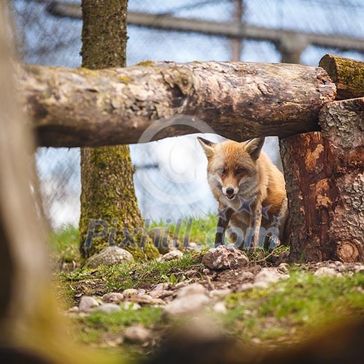 Red Fox (Vulpes vulpes) Red Fox (Vulpes vulpes)