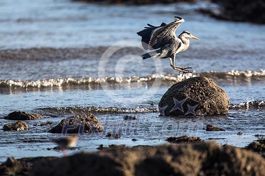 Western Reef Heron (Egretta gularis), image taken in Anstruther, Scotland