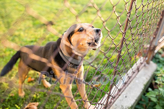 Cute guard dog behind fence, barking, checking you out Cute guard dog behind fence, barking, checking you out
