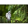 Common Wood Pigeon (Columba palumbus)