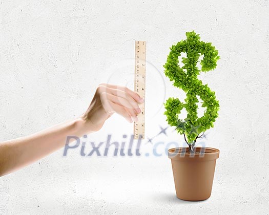 Human hand holding ruler and measuring money tree Human hand holding ruler and measuring money tree