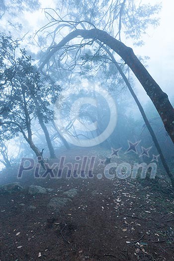 Misty scary forest in thick fog Misty scary forest in thick fog
