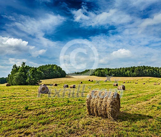 Agriculture background - Hay bales on field in summer
