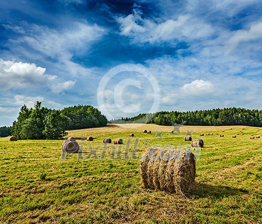 Agriculture background - Hay bales on field in summer Agriculture background - Hay bales on field in summer