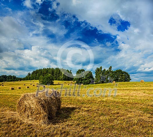 Agriculture background - Hay bales on field in summer Agriculture background - Hay bales on field in summer