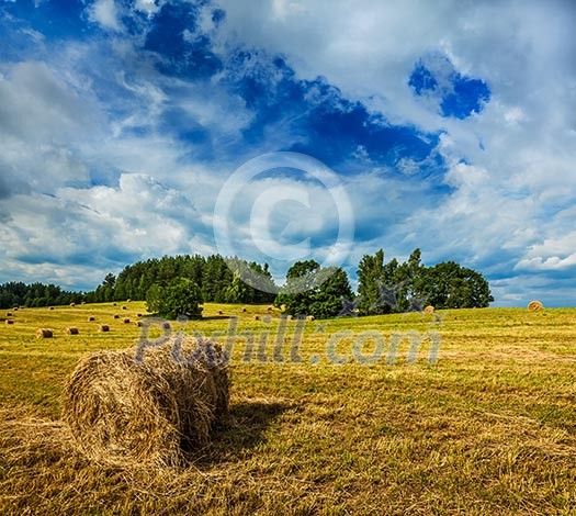 Agriculture background - Hay bales on field in summer