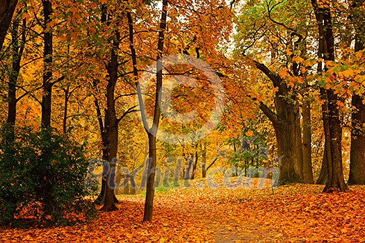 Valley in autumn park