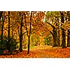 Valley in autumn park