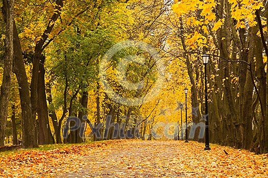 Walkway in autumn park