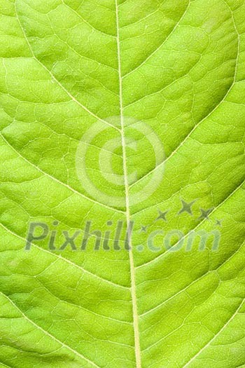 Green leaf close up