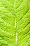 Green leaf close up