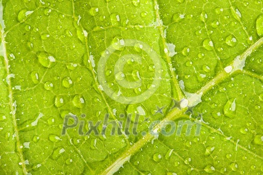 Green leaf with water droplets macro