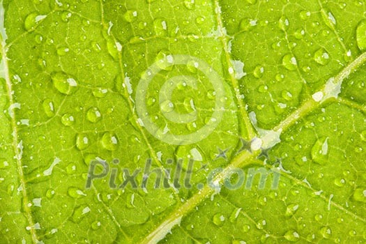 Green leaf with water droplets macro Green leaf with water droplets macro