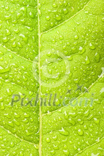 Green leaf with water droplets macro