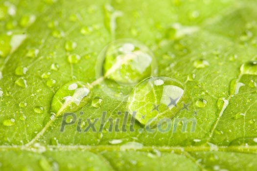 Green leaf with three big water droplets macro - shallow DOF Green leaf with three big water droplets macro - shallow DOF