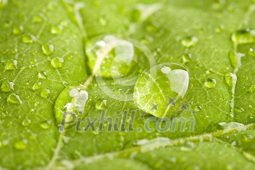 Green leaf with three big water droplets macro - shallow DOF Green leaf with three big water droplets macro - shallow DOF