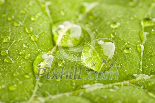 Green leaf with three big water droplets macro - shallow DOF