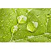 Green leaf with three big water droplets macro - shallow DOF