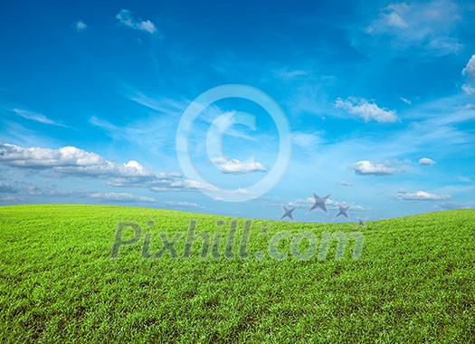 Field of green fresh grass under blue sky