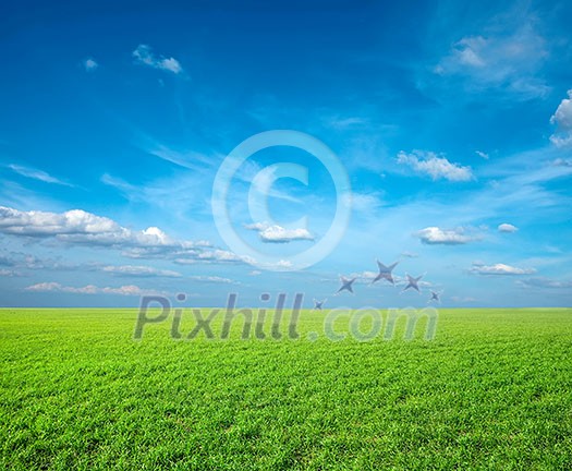 Field of green fresh grass under blue sky