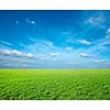 Field of green fresh grass under blue sky