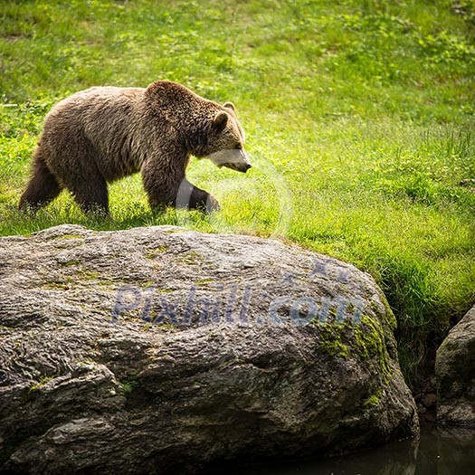 Brown bear (Ursus arctos) Brown bear (Ursus arctos)