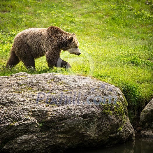 Brown bear (Ursus arctos)